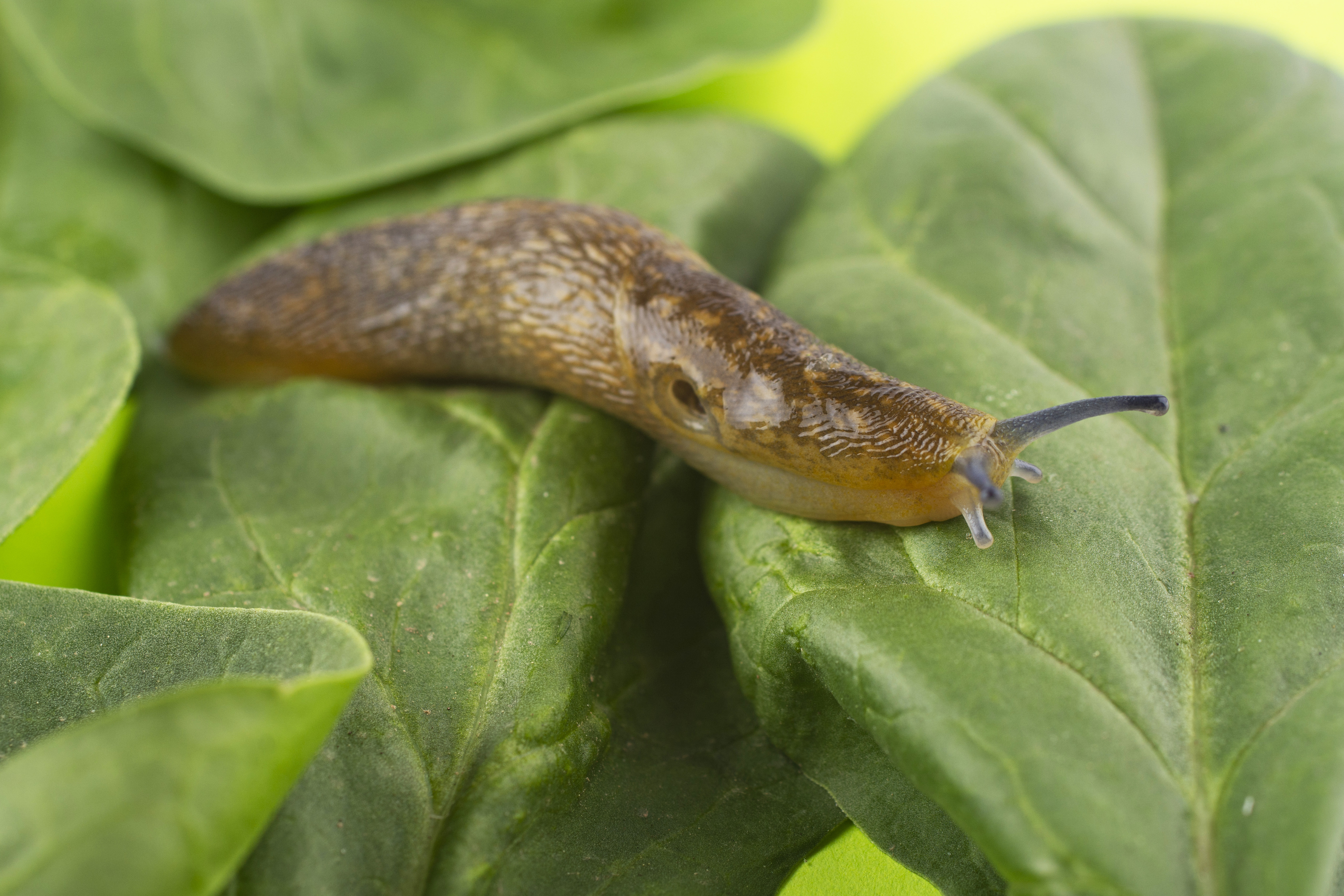 A slug on spinach leaves