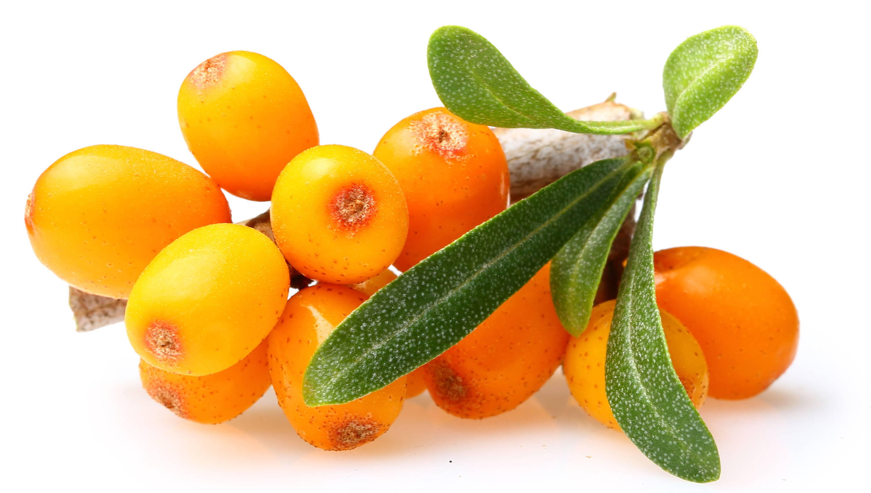 SEA BUCKTHORN BERRIES 