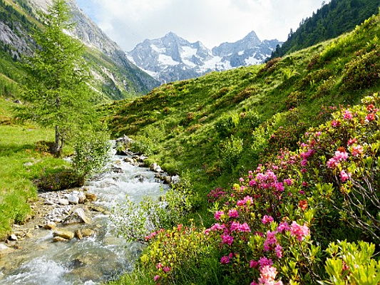  Kitzbühel
- Auf diesem Bild zeigt der Frühling in Tirol mit den Alpenrosen am Bergbach von seiner schönen Seite.