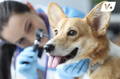 Veterinarian using an otoscope to check for a dog ear infection.