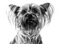 Fuorðinn Silky Terriergar - Adult Silky Terrier - Royal Canin