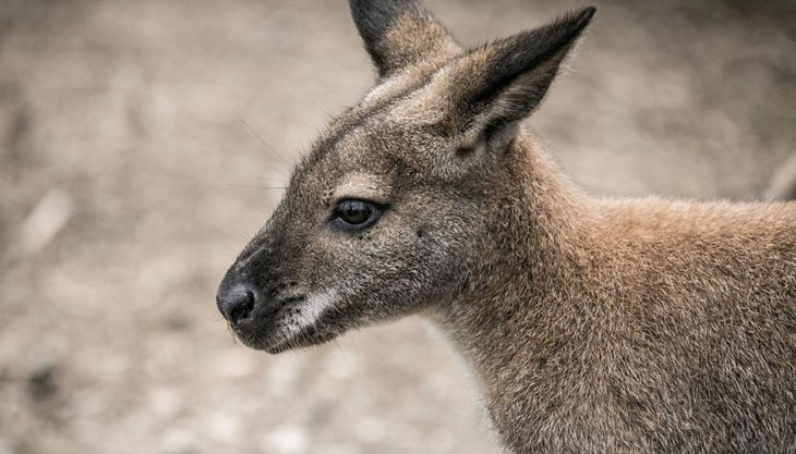 rolfs streichelzoo känguru