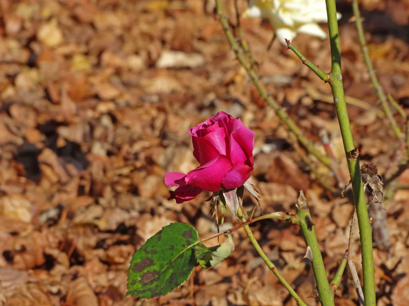 Pink rose flower on a stem that has signs of dieback caused by an improper pruning cut