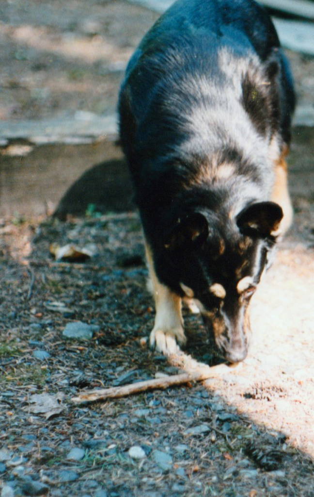 ayla looking for her stick in troutdale oregon