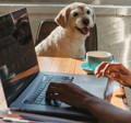 Dog sat by a laptop
