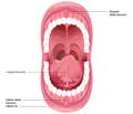 Oral Frenulums: Frenectomy of tongue & lip ties