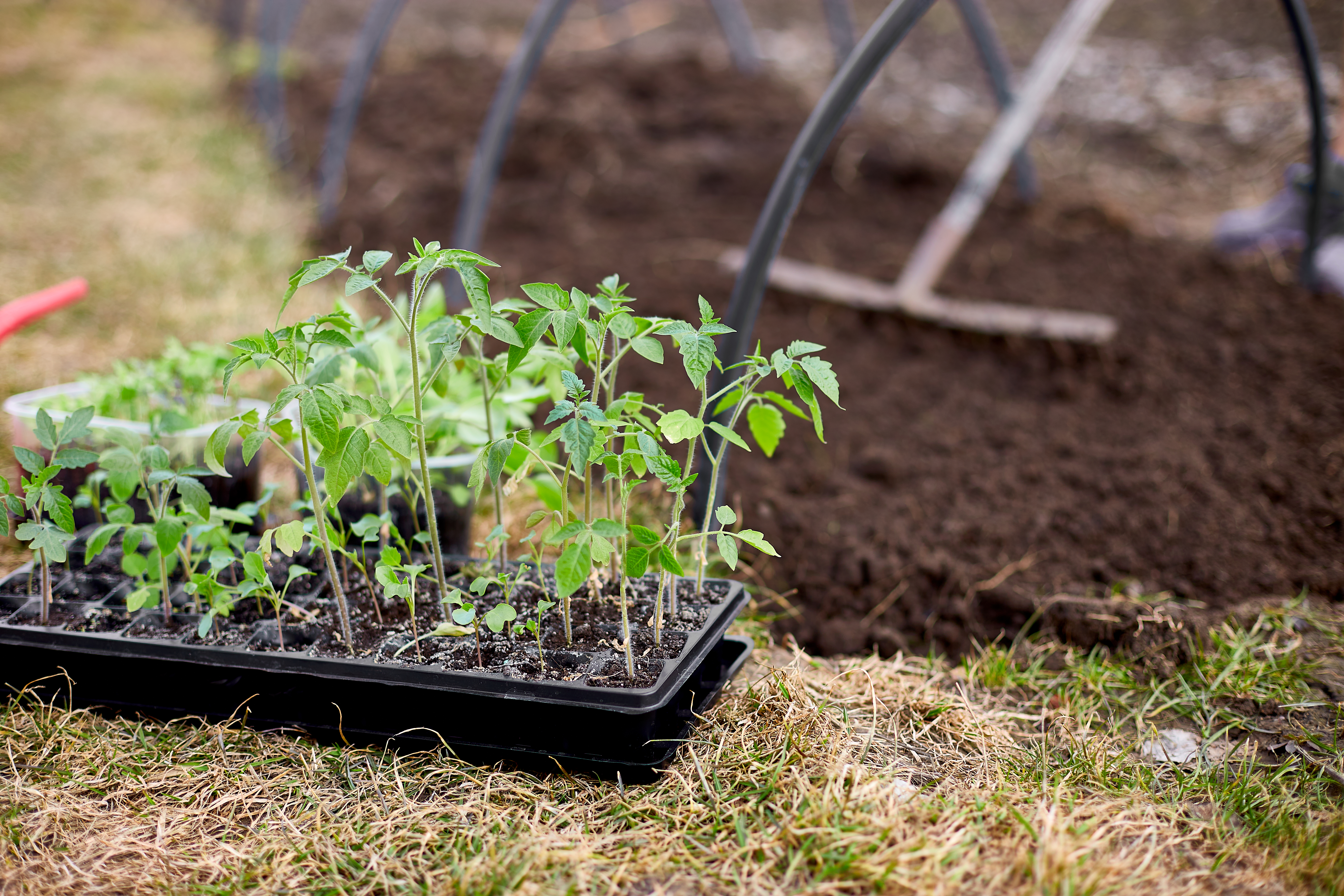 A tray of tomato seedlings beside a garden bed with hoops