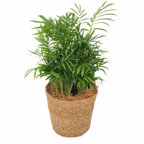 Chamaedorea Palme | FLORAMALL