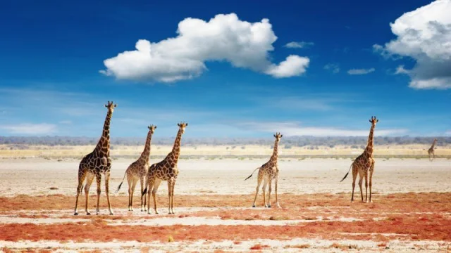 9 Day African Wonders Safari Experience