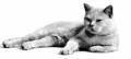 Fullorðinn British Shorthair köttur - Adult British Shorthair cat