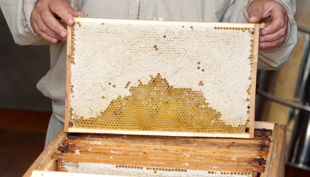 bienen bausmuehle natuerlich lernen solingen