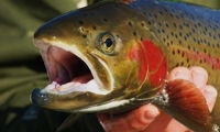 Steelhead