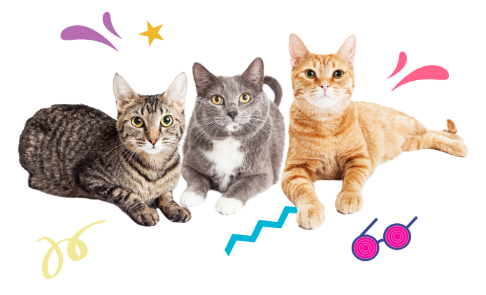 grupo de gatos
