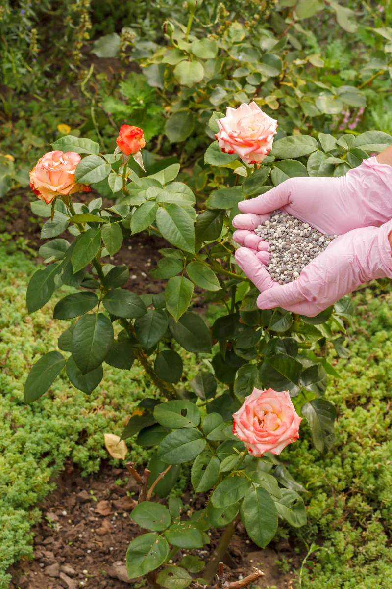 Gardener holding granular fertilizer next to a mature rose bush