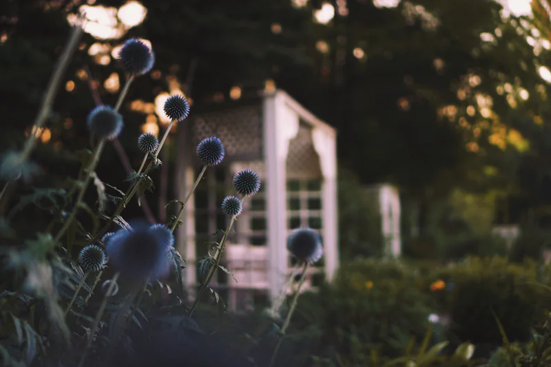 Globe thistles at dusk