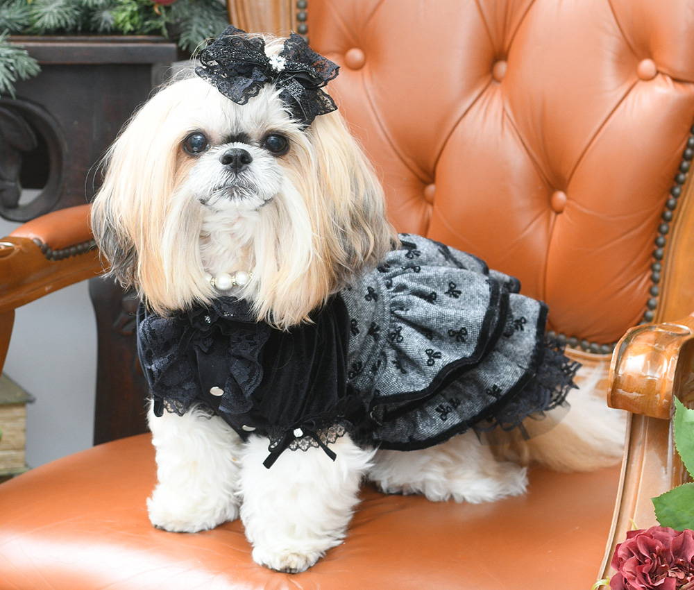 Luxebirdie（リュクスバーディ）|小型犬とのリュクスな生活を楽しむ