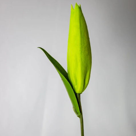 Green Lily Buds - Realistic Artificial Flowers and Greenery
