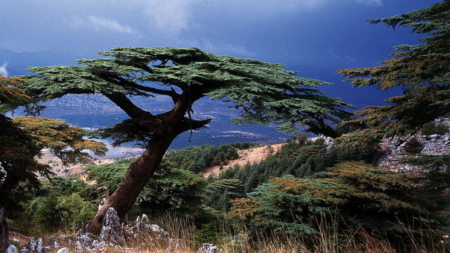 Cedar of Lebanon