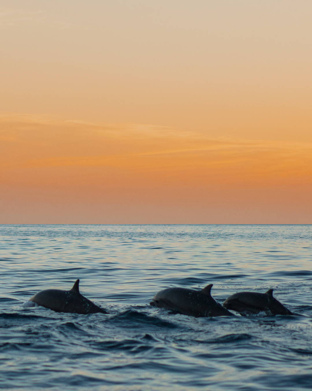 mer - océan - faune - flore - roadtrip - france - découverte