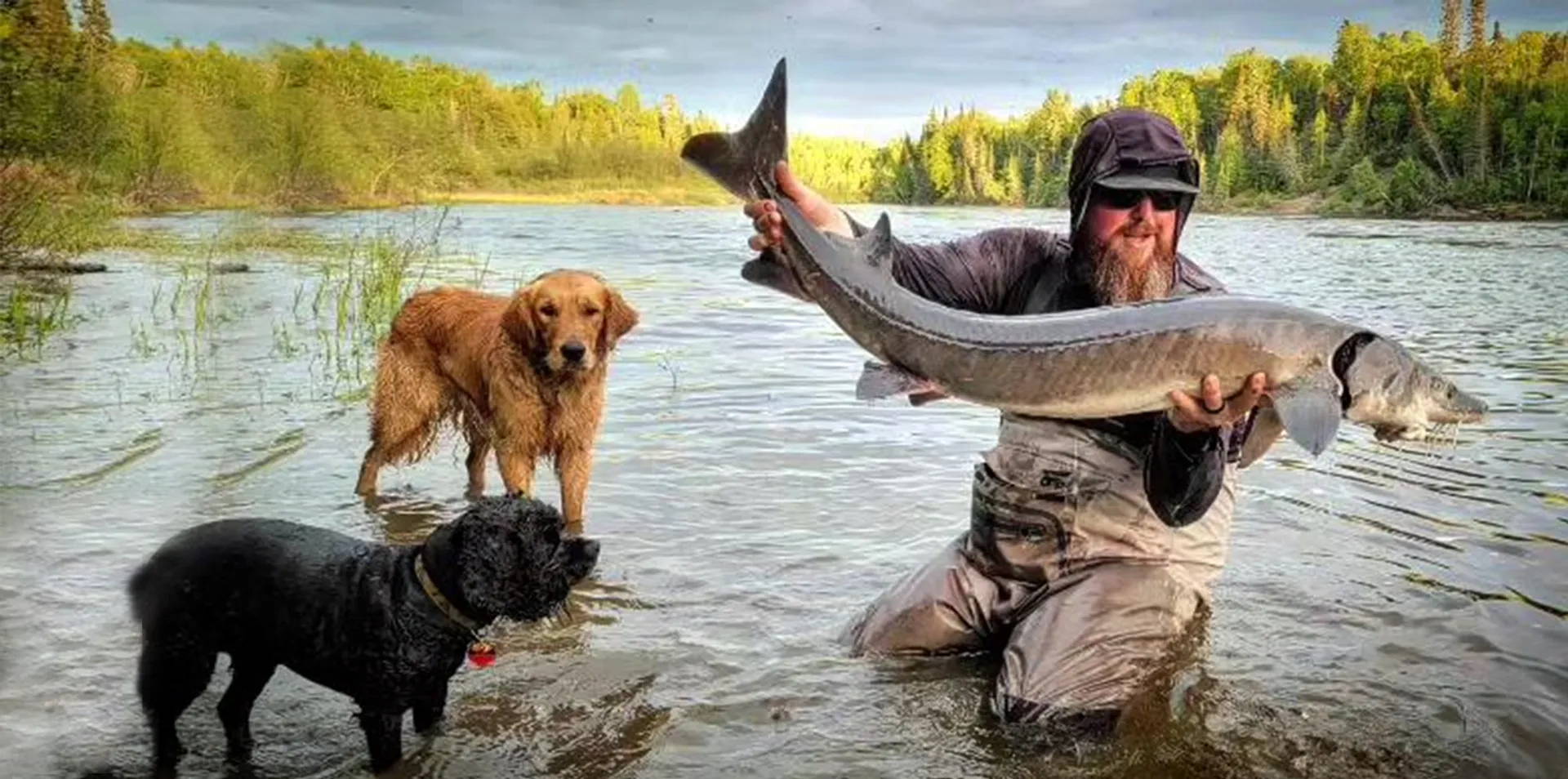 The man in H-back chest waders with neoprene stocking foot is catching fishes with his pet dogs