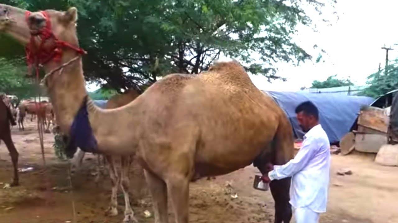 camel milk benefits