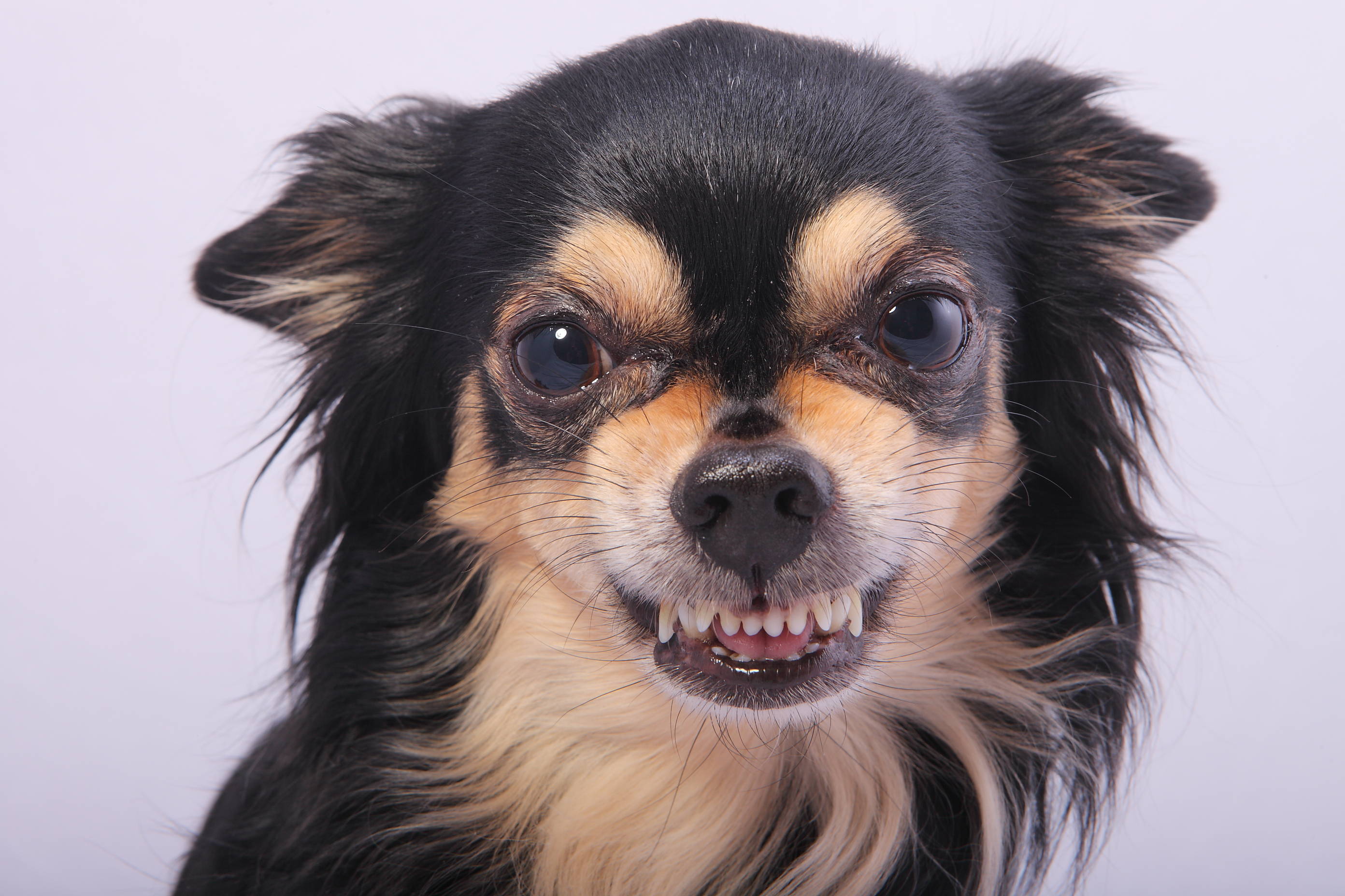 Dog Fights! - Chug vs. Chihuahua