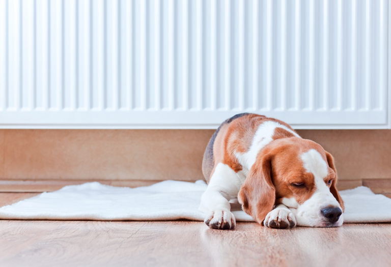 Dog laying down in a comfortably heated room