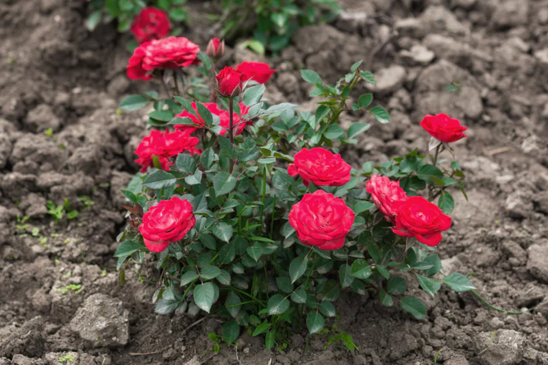 Small red flowered rose bush in freshly dug garden soil