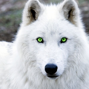 wolfenlord Avatar