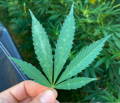 Cannabis leaf being held by two fingers, with powdery mildew mould on top