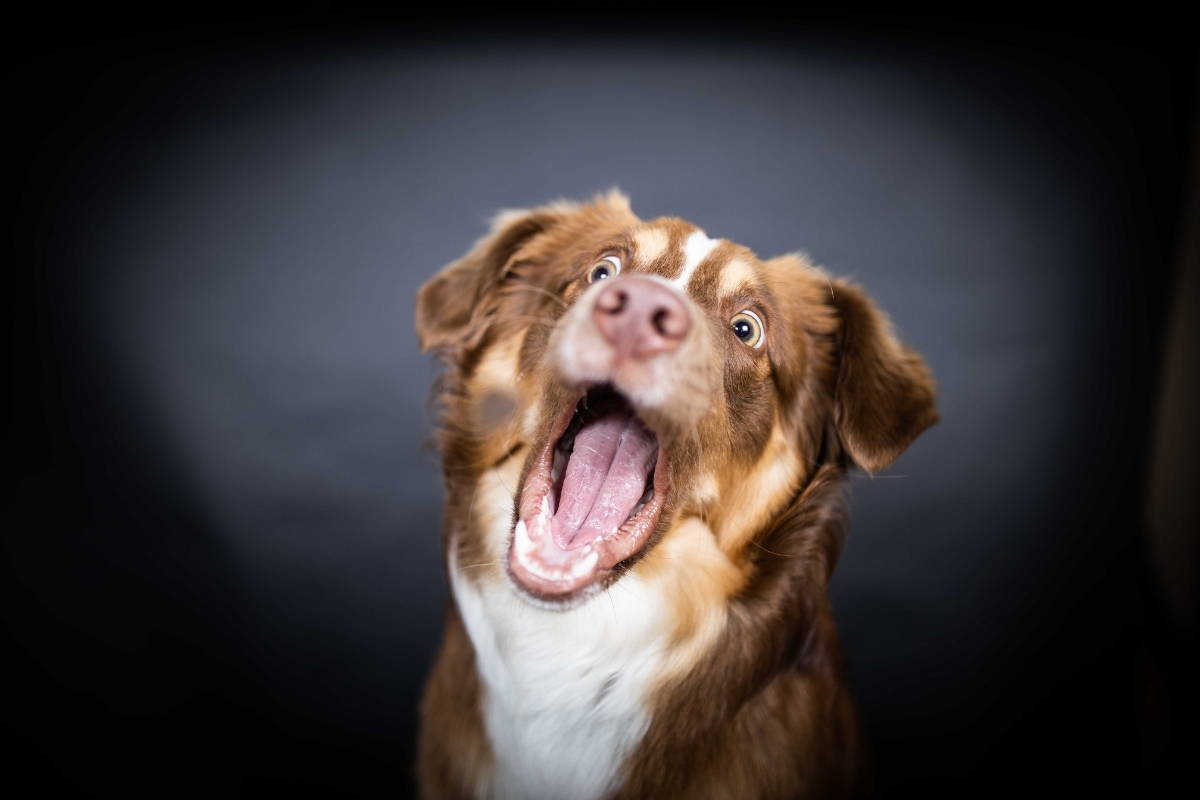 Hundebedarf Tales & Tails
