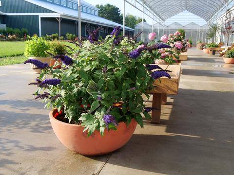 Blue butterfly bush in a pot in the sun