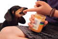 Dachshund dog eating peanut butter from owner's finger 