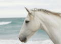 art photography of white horse on the beach