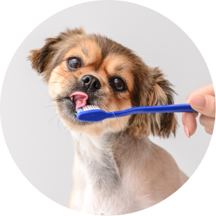 Perro lavando sus dientes
