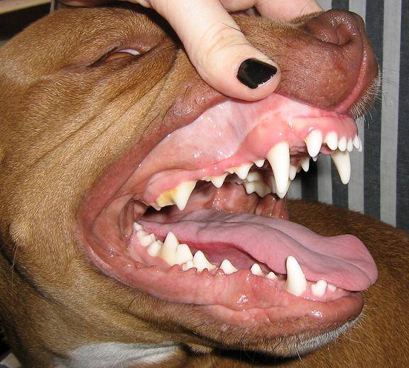 chipit dog teeth