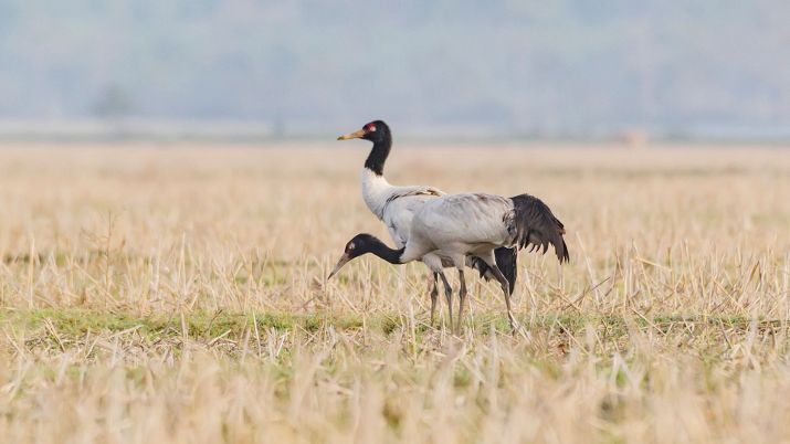The Black-necked Crane