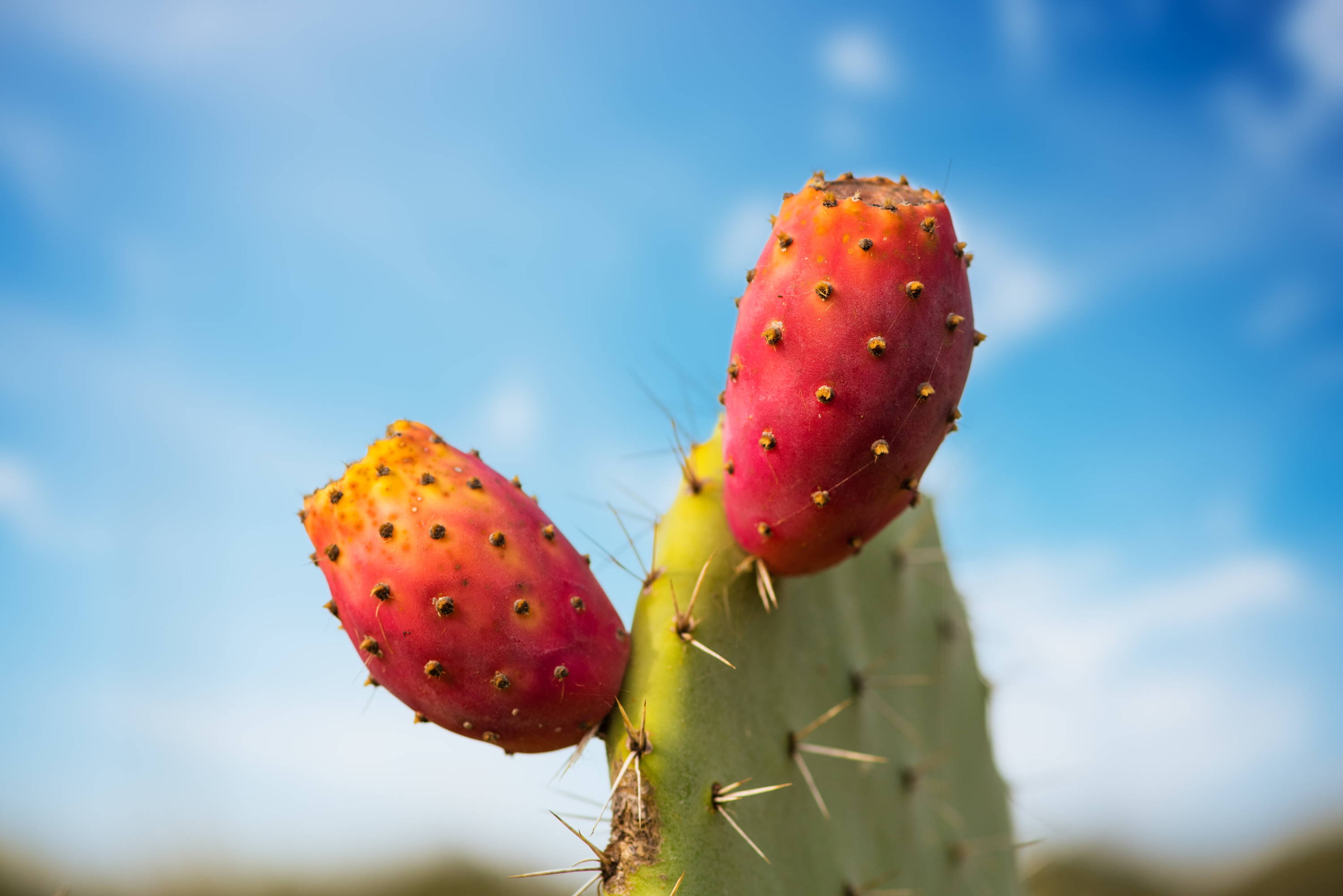 Prickly pear. Плоды кактуса опунция. Prickly Pear фрукт. Съедобный Кактус опунция. Prickly Pear Cactus Fruit.