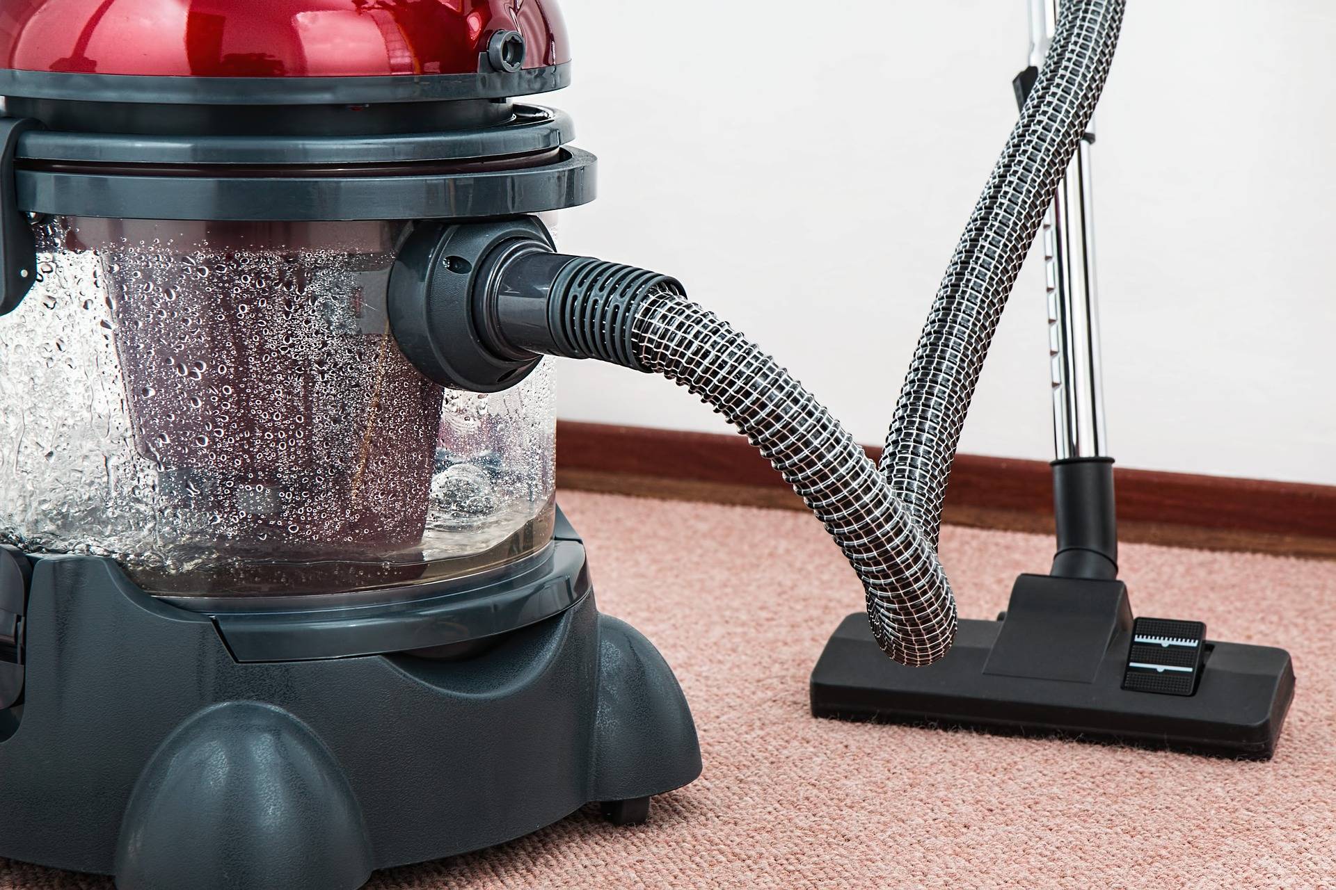 vacuum house to avoid chihuahua dander