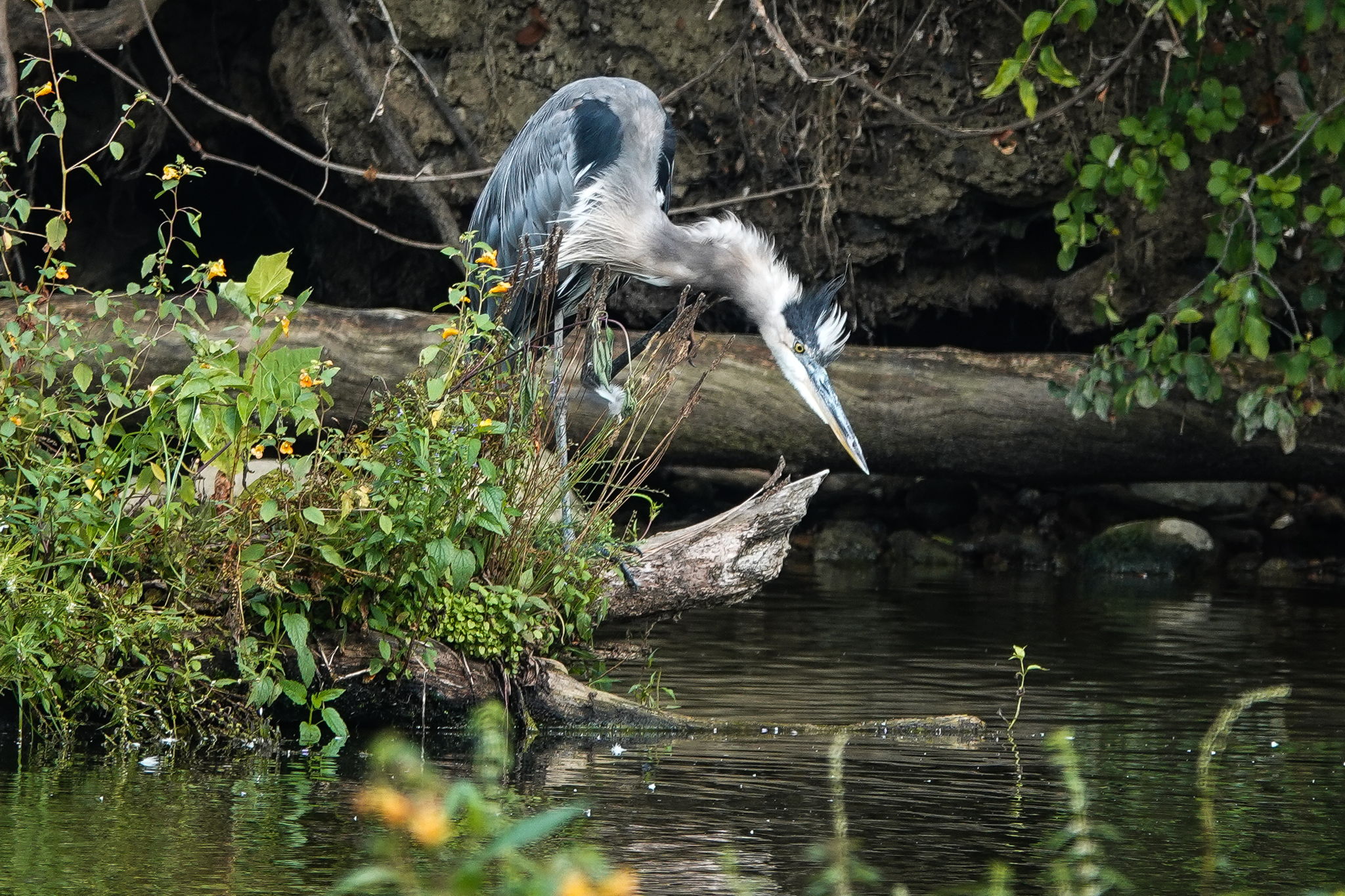 Great Blue Heron