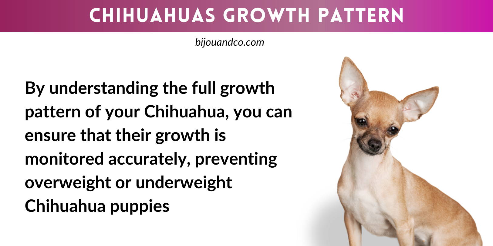 what age do chihuahuas stop growing