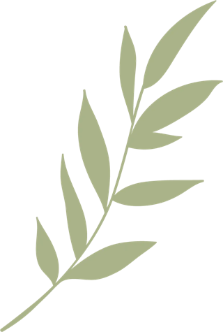 Olive-green leafy branch with elongated leaves on a curved stem.