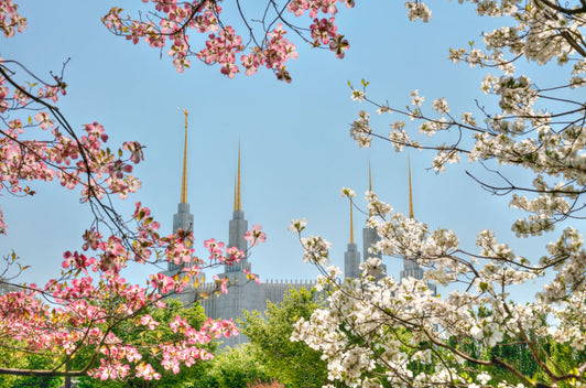 Washington DC Temple standing behind branches of pink and white blossom branches.