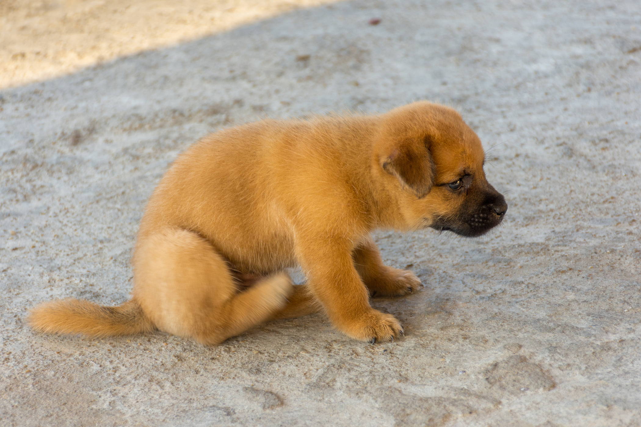 Dog sitting on grass looking at camera