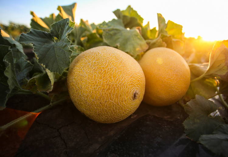 マスクメロン食べ頃