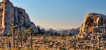 2-Day Motorcycle Tour: LA – Big Bear – Joshua Tree – LA near Pasadena, CA