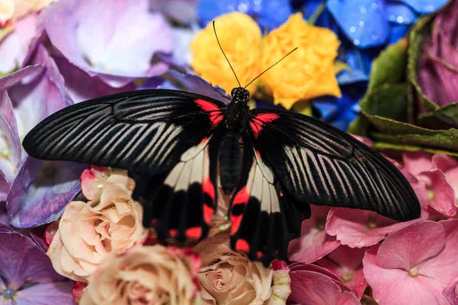 Butterfly Garden Admission Ticket - photo 2