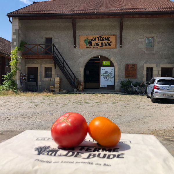 tomate-du-jardin-bio