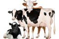 Cows that are used in other brand's elderberry gummy supplement
