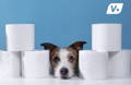 Dog surrounded by toilet paper rolls